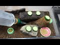 2021 6.11★鈴虫の成長動画★沢山産まれています。