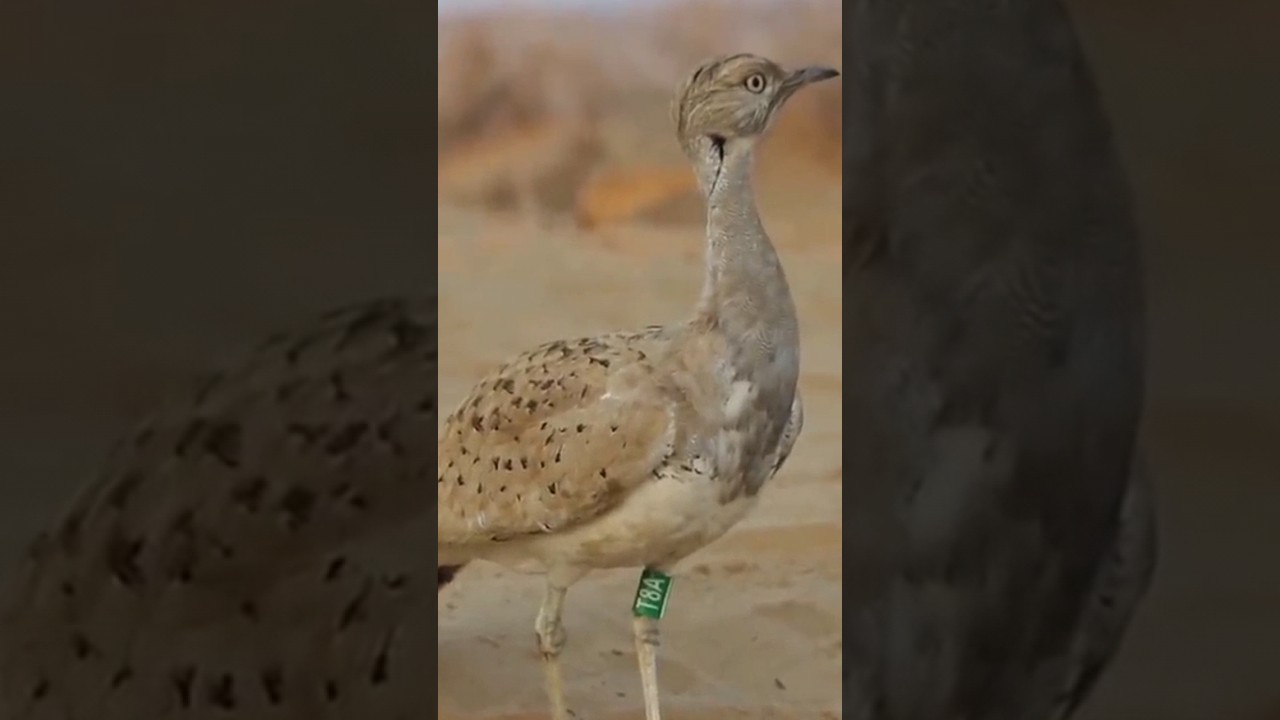 Houbara Bustard  A Brief Introduction | Taloor Bird A Brief Introduction | Taloor Bird And Ecosystem