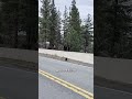 Bear IQ A Masterclass In Strategy 