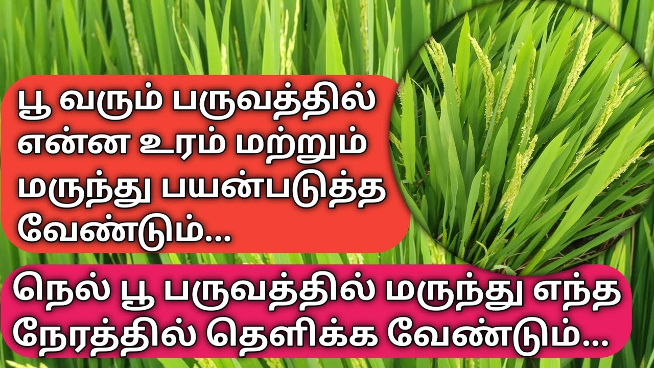 நெல் பயிரில் பூ பருவத்தில் எந்த மருந்து எந்த நேரத்தில் தெளிக்க வேண்டும் |  paddy panicle stage