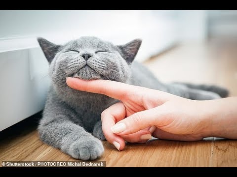 Mind altering parasite spread by CATS 'may lead to schizophrenia'