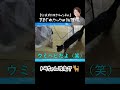トラちゃん改名の危機！！ #shorts