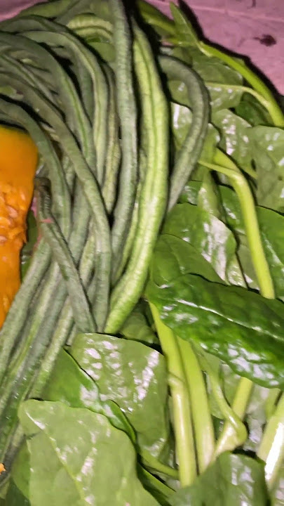 Fresh gulay for todays ulam#provincelife #zamboangasibugay #trending #viral #shorts