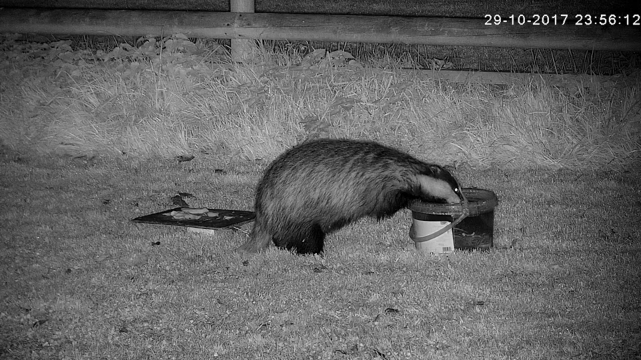 england traduccion Thirsty badger stops for a drink