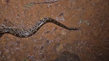Rescue and release of Indian Rock Python