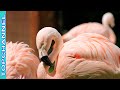 8 Animales de color rosa verdaderamente fascinantes