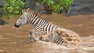 Zebra migration crossing  infested Crocodile's spot in Mara River.