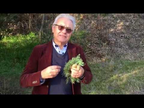 Video: Che aspetto ha una pianta di conifere?
