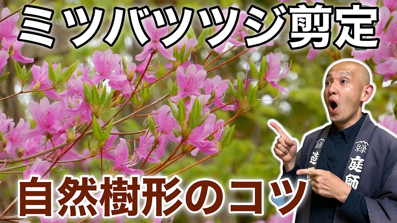 若松、切り枝 Shift the Center of Gravity to Transform It] How to Prune Mitsuba