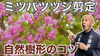 [Shift the Center of Gravity to Transform It] How to Prune Mitsuba Azaleas: Tips for Shaping Bran...