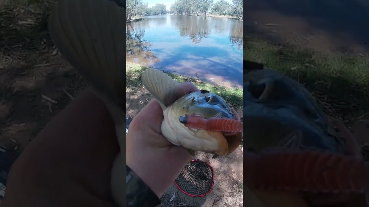 Carp on Bait Junkie Risky Critter!