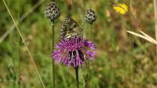 Marbled White Butterfly - Daneway _ The Cotswolds - 26/6/26