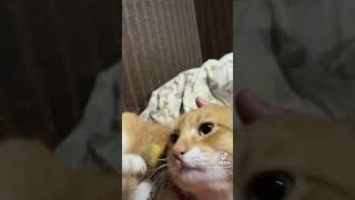 Secret Weapon #follow #fypシ #subscribe #tiktok #youtubeshorts #cat #explore #share #love #like #fyp