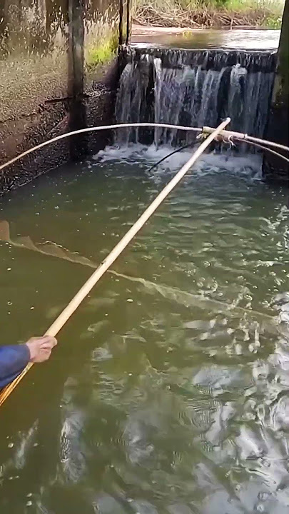 Pasang perangkap ikan yang mempesona #fishing #fish #netfish