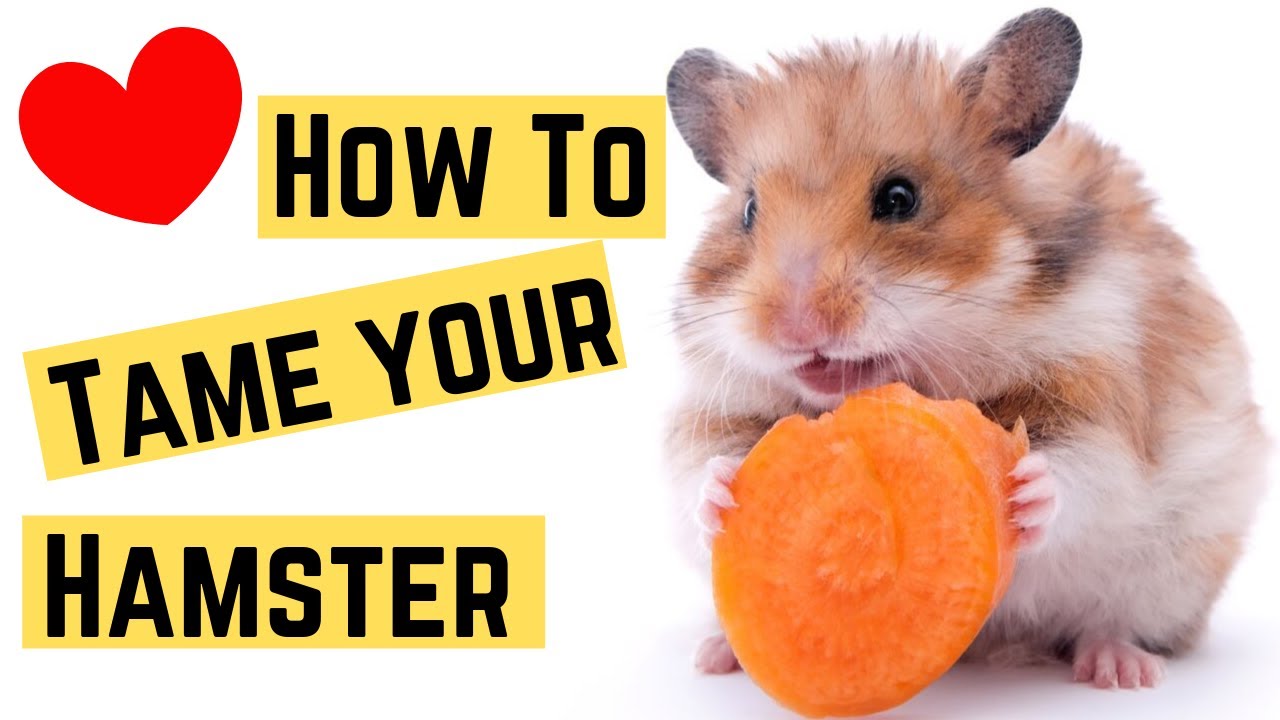 How To Tame Your Hamster ♥️ - YouTube