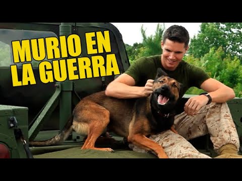 Video: 17 perros con patadas bombeadas