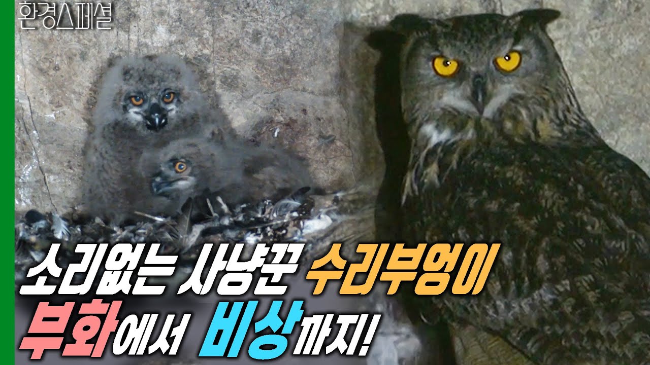 소리없는 사냥꾼 수리부엉이, 부화에서 비상까지! 감동의 기록 [다큐온-시화습지의 겨울나기] / KBS 20210402 방송