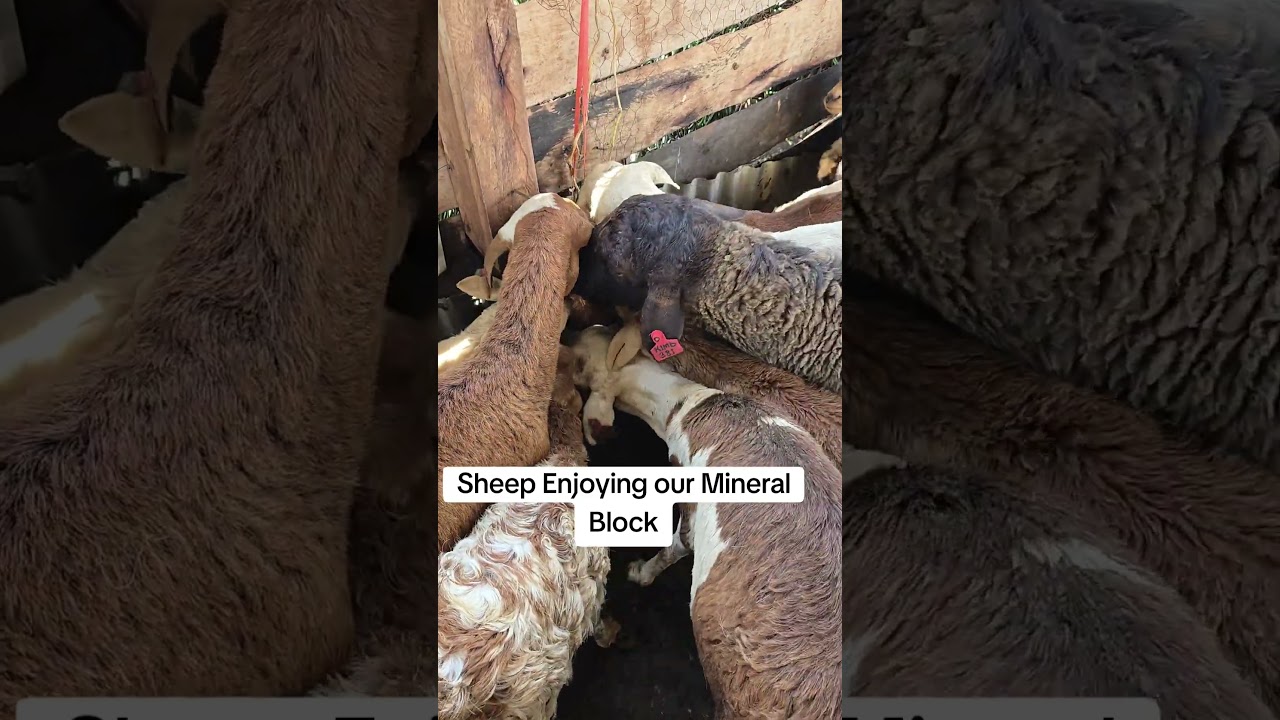 Our sheep Enjoying our Mineral blocks