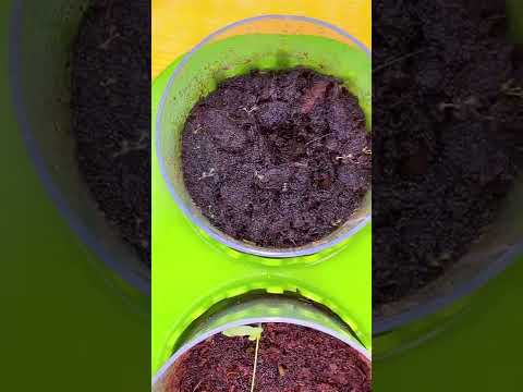 Video: Venerina muholovka: kako skrbeti za rastlino doma