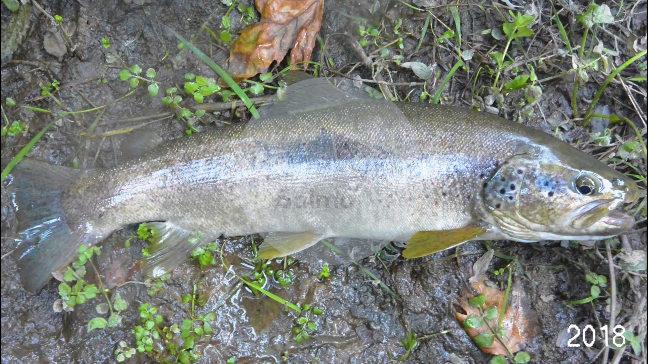 DEV İLE ZORLU MÜCADELE  | STRUGGLE WITH THE GIANT TROUT