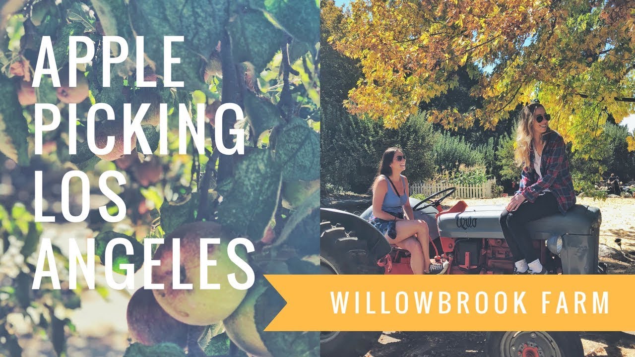 Apple Picking Adventures in Los Angeles, California Willowbrook Farm