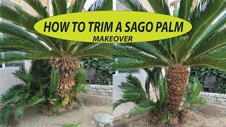 HOW TO TRIM A SAGO PALM... Before and After Makeover #1