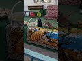 شعرباللهجة اليمنية عن جمعة رجب من مدارس البيان عمران 