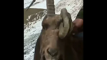 Аномальный трофей козерога ! Not  typical ibex trophy