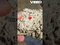Heart of a Blue Whale Nature's Wonder.