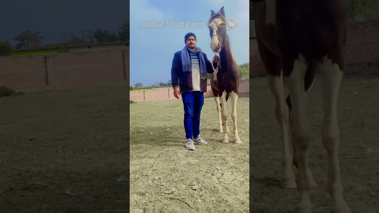 #babulstudfarm