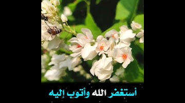 من أذكار الصباح ☀️ أستغفر الله وأتوب إليه 👌 100 مرة في اليوم 🌻