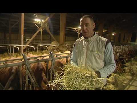 Vidéo: Caractéristiques De La Vache Jersey