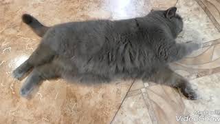 КОШКА СПИТ...? ШОТЛАНДСКАЯ ПРЯМОУХАЯ КОШЕЧКА Янина Кэт Джой! Ynina Cat Joy! КОШКА СПИТ...? ШОТЛАНДСКАЯ ПРЯМОУХАЯ КОШЕЧКА Янина Кэт Джой! Ynina Cat Joy!