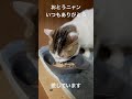 おとうニャンいつもありがとう