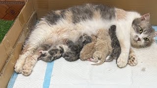 Mother calico cat and 6 newborn kittens.