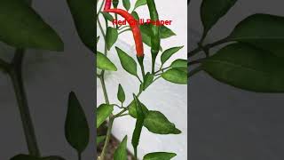 99  Types of plants in my garden | Red chili pepper #shorts