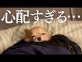 飼い主が体調を崩したら、心配のあまりチワワも体調を崩してしまいました
