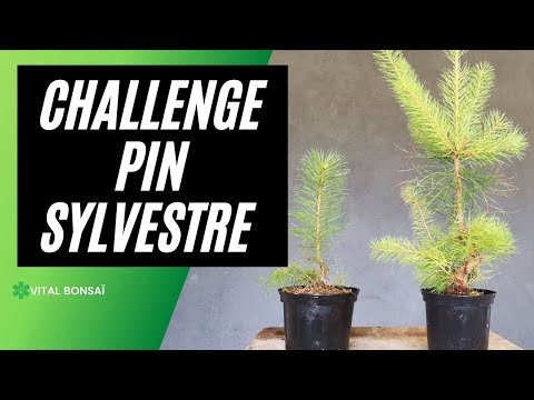 Vidéo: Comment puis-je me rendre à la forêt de pins Bristlecone?