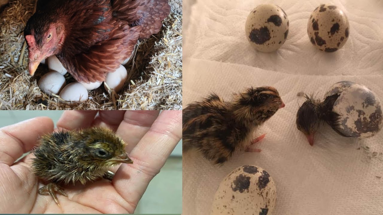 Indian Aseel Hen Harvesting Supermarket Quail eggs Into Chicks YouTube