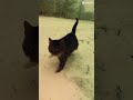 Kitty:3#shorts#fyp#cat#kitten#animal#animallovers