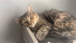 Caty Girl - Foster Kitty Cat Chatter by CS L 98 views 1 year ago 9 seconds