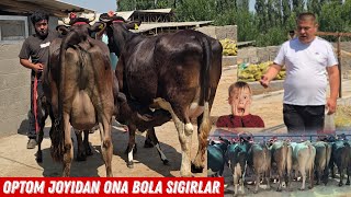 Davlat Dangal Narxlarni Tushirib Tashladi Tayyor Ona Bola Sigirlar Optom Joyidan 