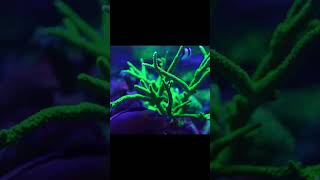 Gorgeous Green Slimer  #shorts #reeftank #acropora