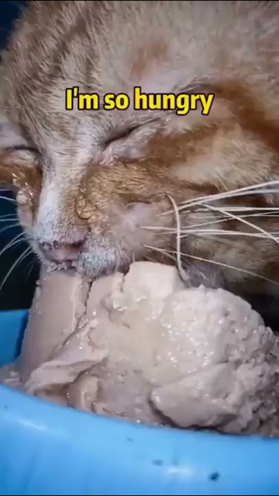 Jutaan orang menangis melihat video ini.|| kucing kelaparan 😭😭 #shorts