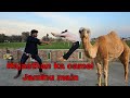 Welcome this Rajasthani camel 🐪..