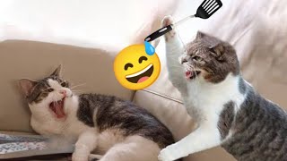 funny cat videos || funny cat Complition #21 video|| funny animals video 🥰 #cute #shorts #funnyvideo
