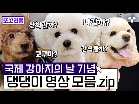 옆에 있어 줘서 고마운 국제 강아지의 날 기념🐶댕댕이 영상 1시간 모음.ZIP | #또보리즘 | 취향저격 티캐스트