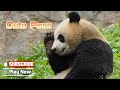 【Super Panda】Episode 363 Baby Pandas Make Cute Pose | iPanda