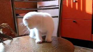 Белая скоттиш-фолд с голубыми глазами.AVI Белая скоттиш-фолд с голубыми глазами.AVI