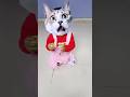 Billi Boli Meow Meow Shorts Viral Funny Cat Billi Billi Boli Meow Meow Shorts Viral Funny Cat Billi